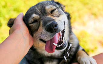 Dog pet by owner